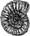 ammonite vintage - Home
