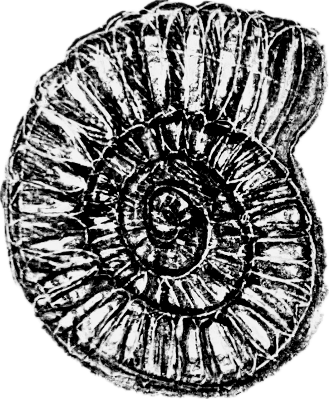 Ammonite